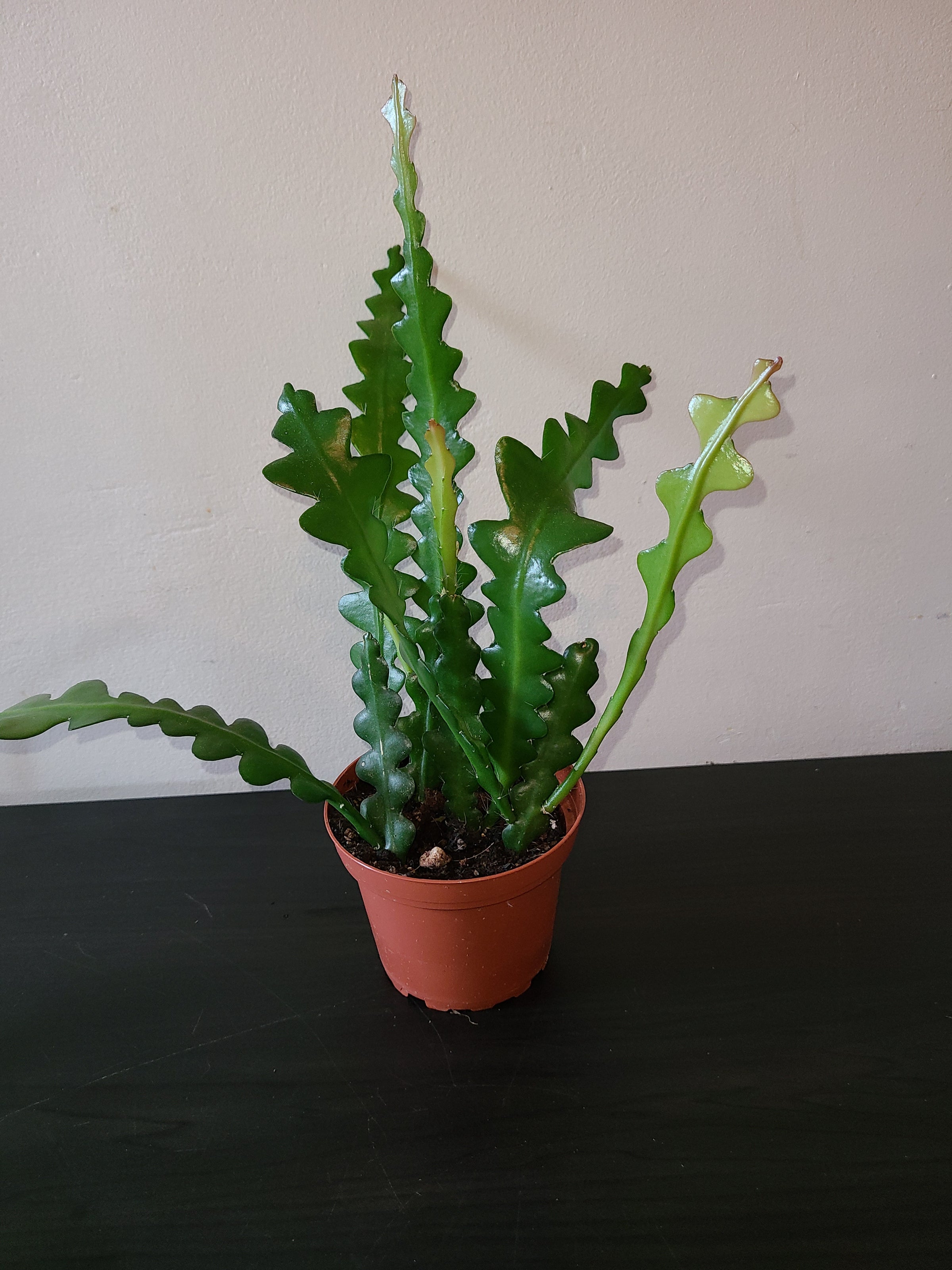 Plants, Gardens, Hydroponics, and So Much More! Peterborough