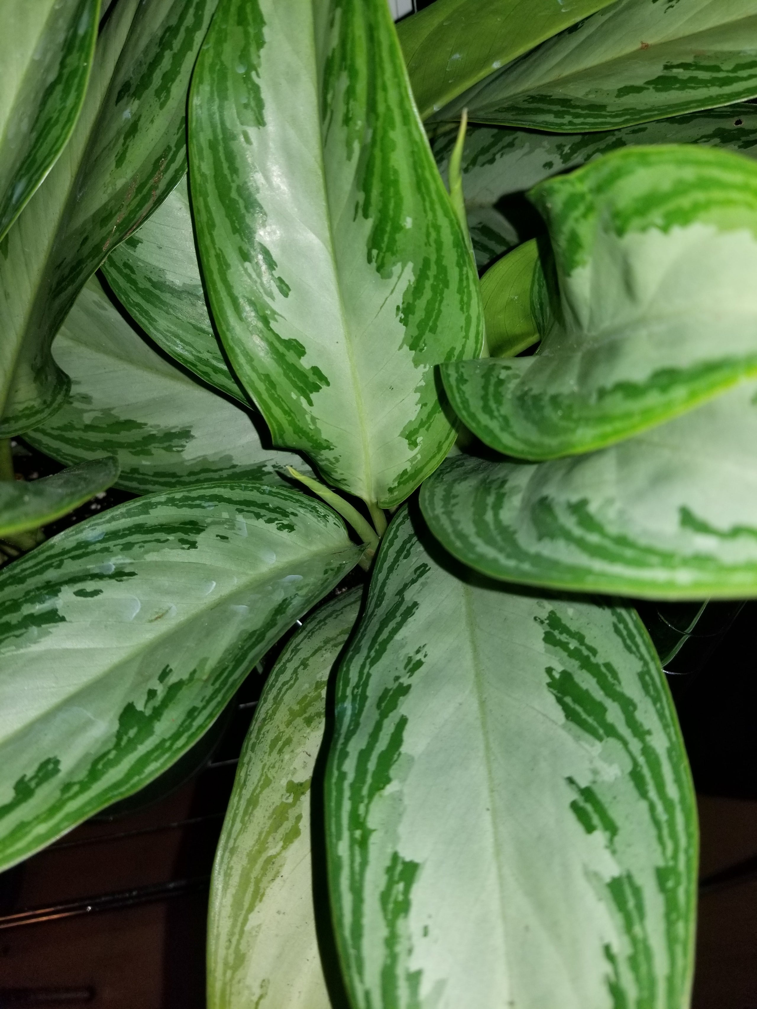 aglaonema-silver-bay-in-6-pots-plants-on-plants-on-plants