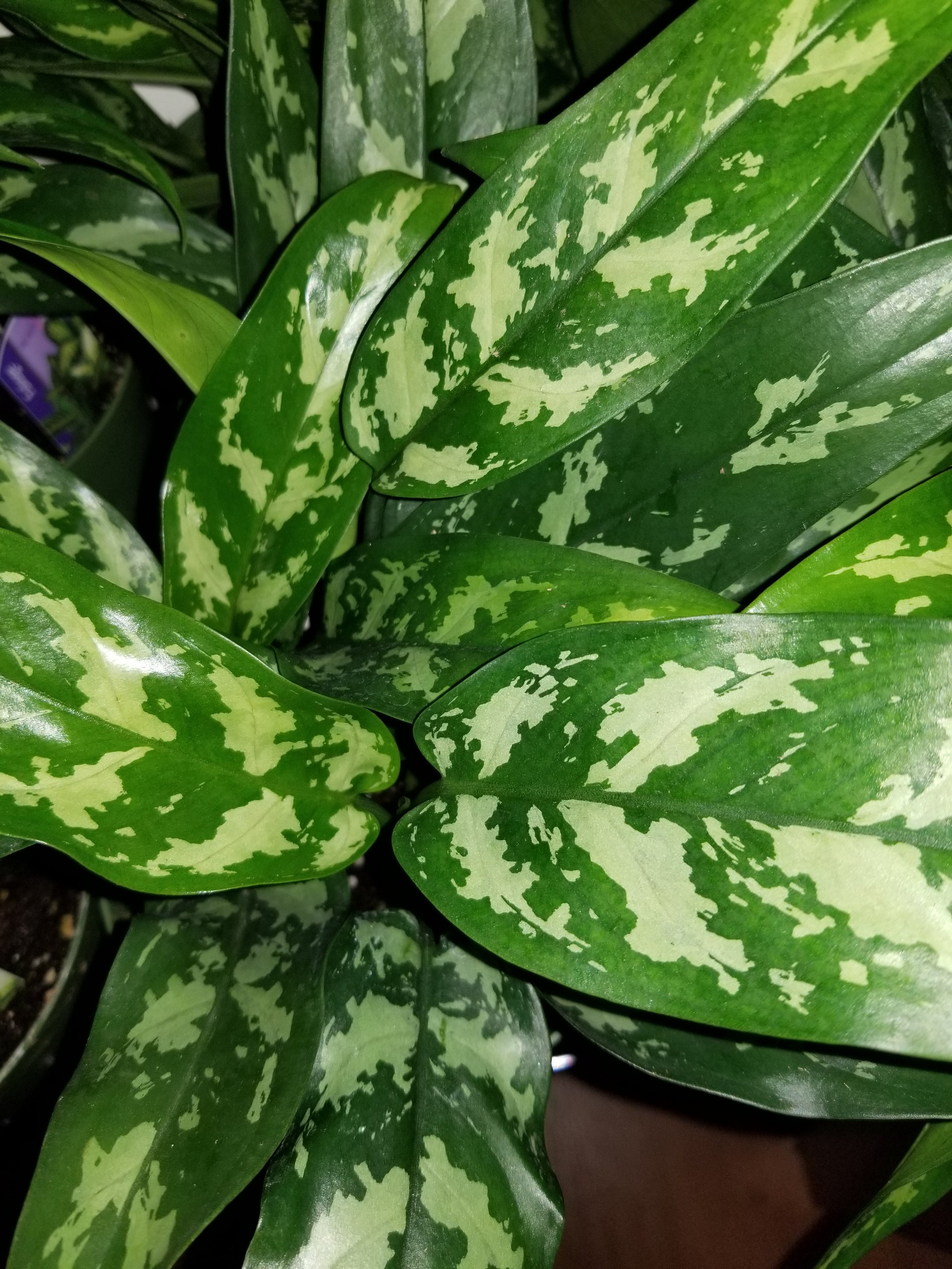 aglaonema-maria-in-6-pots-plants-on-plants-on-plants