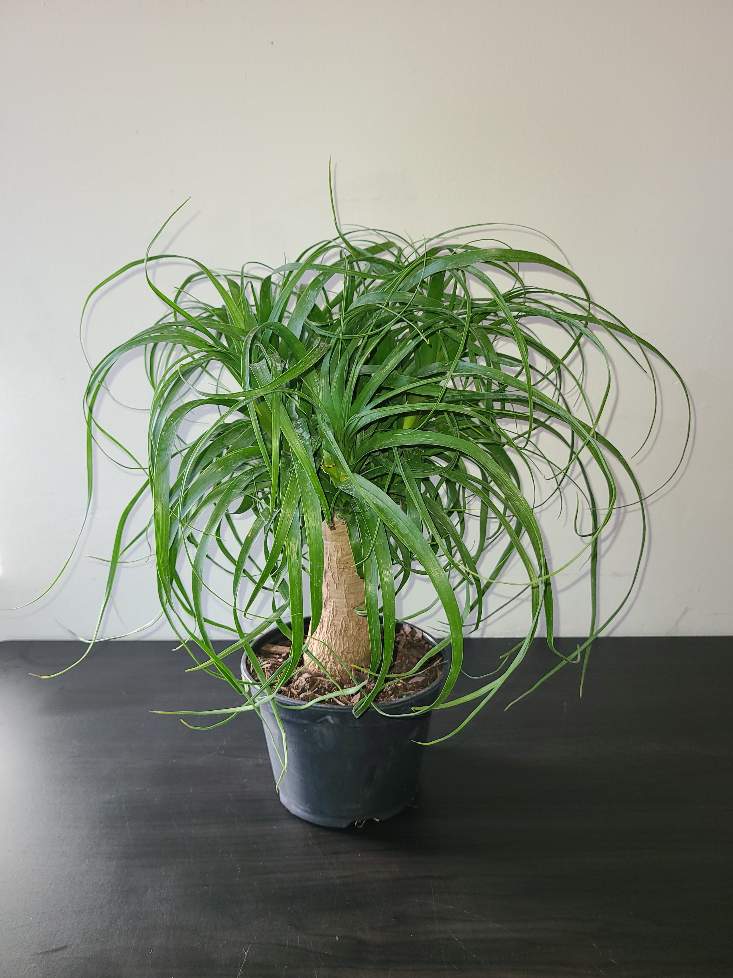 Ponytail Palm In 6 Inch Pots Plants On Plants On Plants ponytail-palm-in-6-inch-pots-plants-on-plants-on-plants
