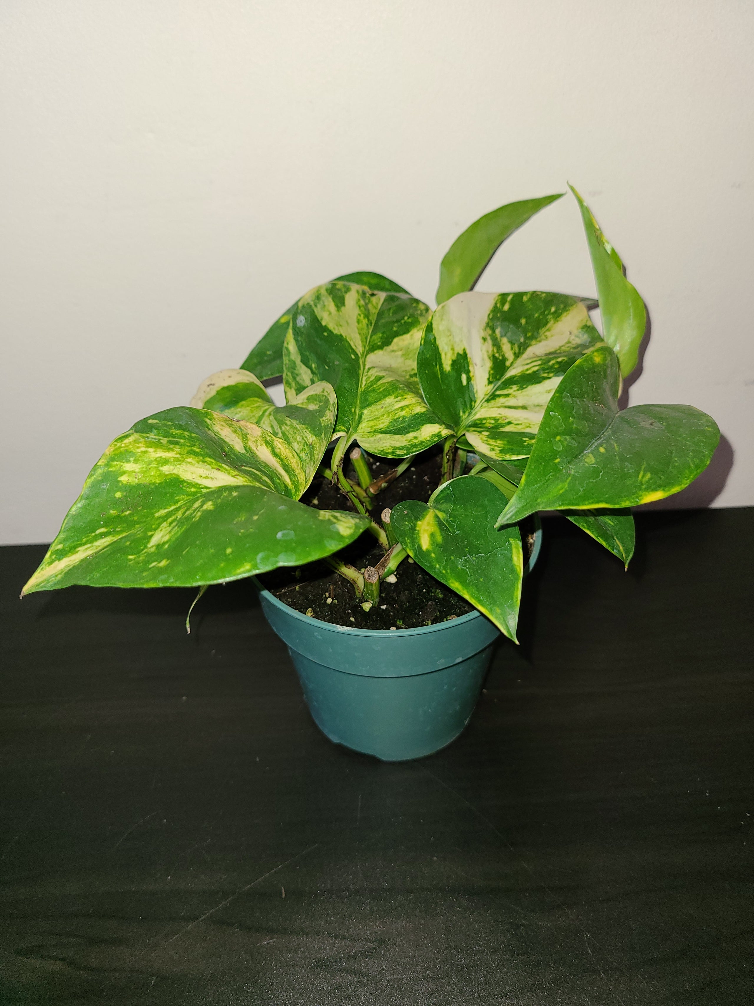 Marble Queen Pothos In 4 Inch Nursery Pots Plants On Plants On Plants marble-queen-pothos-in-4-inch-nursery-pots-plants-on-plants-on-plants